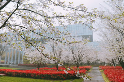 園區櫻花.jpg
